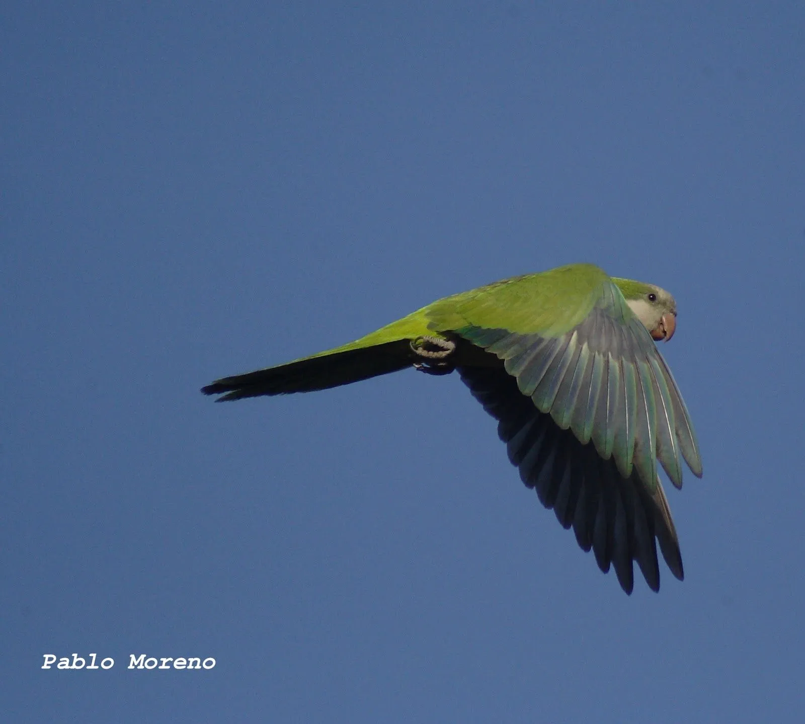 Aves de Mendoza: Cotorra(Myiopsitta monachus)