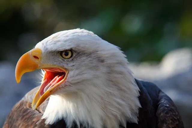 Aves en peligro de extinción: AGUILA CALVA AMERICANA