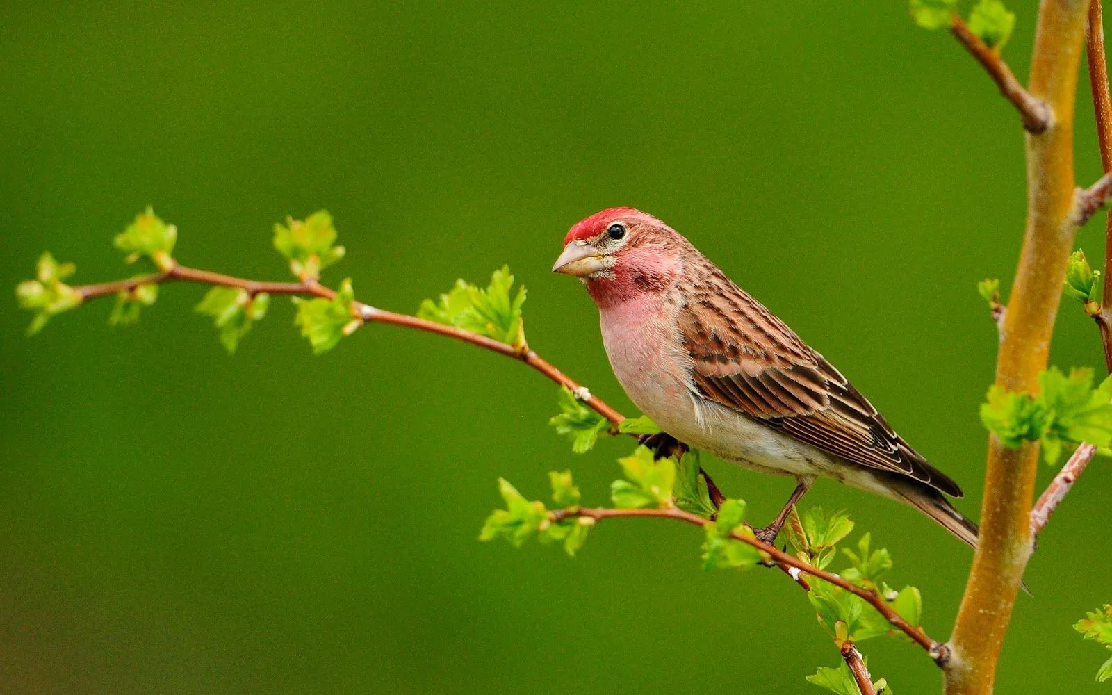 Aves Pequeñas - 05 - Fondos de Pantalla HD - Wallpapers HD