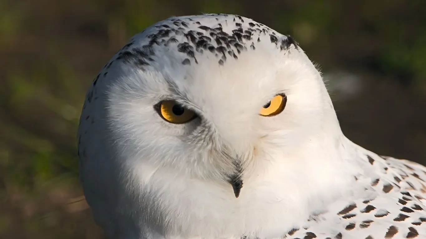 Aves De Presa Plumas Blancas Mirada Amenazante Animales Foto Los ...