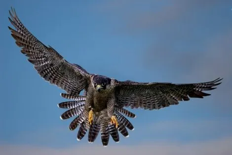 Las aves rapaces: Halcón peregrino y cernícalo vulgar: ¿Una ...