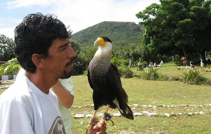 Aves De Rapina