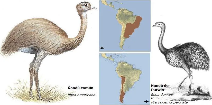 Aves de Santa Fe - Argentina: ÑANDÚ, SURI, EMA (Rhea americana)