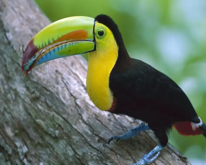 Aves são Prejudicadas por Poluição Sonora – Lixo e Saúde | Meio ...