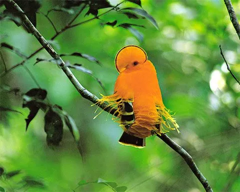 Aves são Prejudicadas por Poluição Sonora – Lixo e Saúde | Meio ...