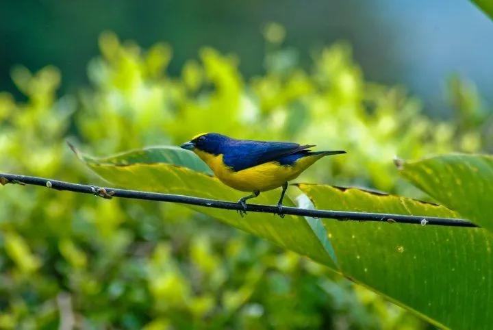 Aves Silvestres De Colombia