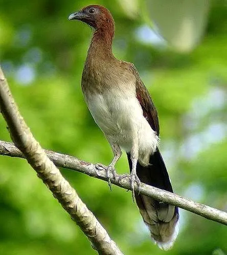 AVES SILVESTRES Iader lamilla - Artelista.