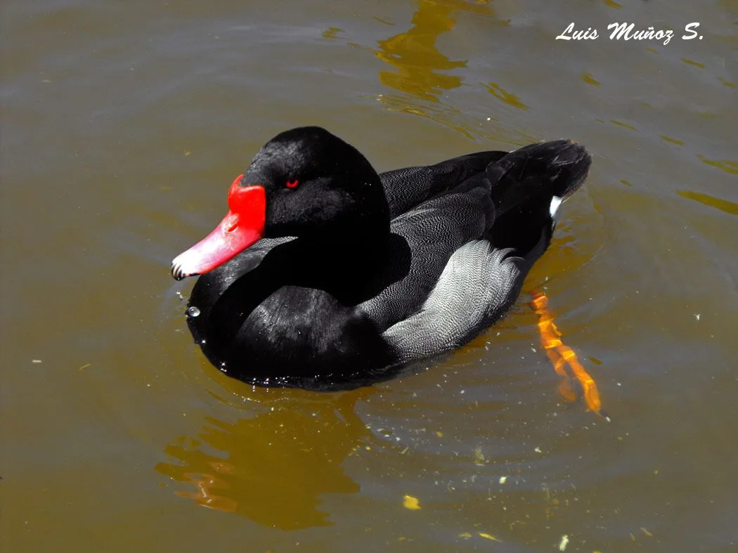 Aves en Talcahuano: PATO NEGRO (Netta peposaca)