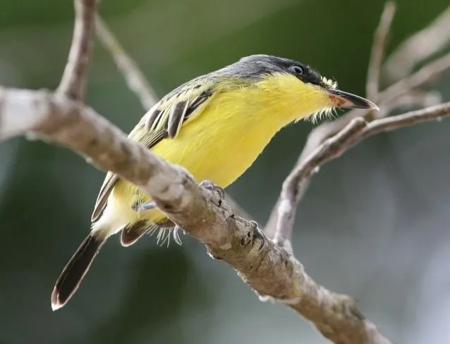 AVES VENEZOLANAS - Imagui