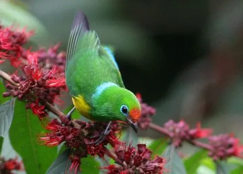 AVES VENEZOLANAS - Imagui