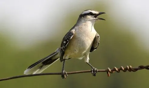 Las Aves que Viven en Chile: Las Aves que Mejor Cantan en Chile