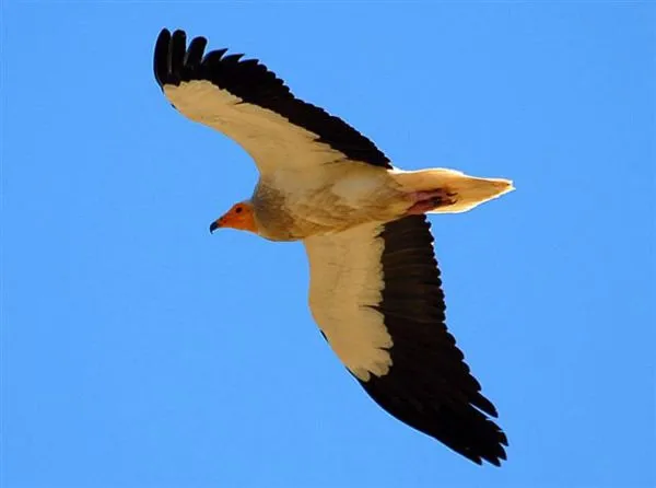 Aves volando gif - Imagui