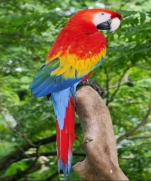 AVES DEL ZOOLOGICO METROPOLITANO EL PICACHO | ZOOLOGICO ...