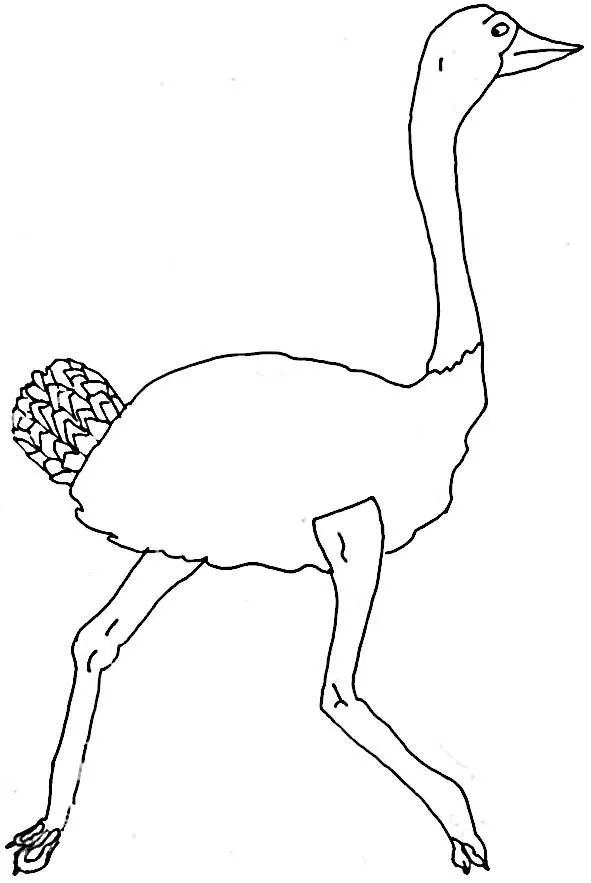 Avestruz Dibujo