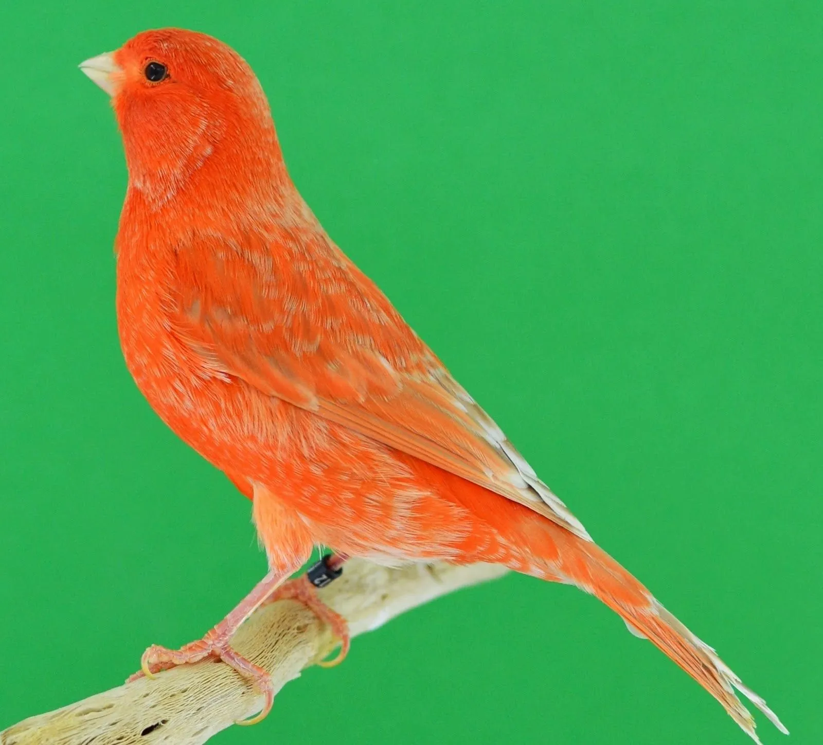 AVIARIO DE CANARIOS DE COLOR: ISABELA ROJO NEVADO HEMBRA