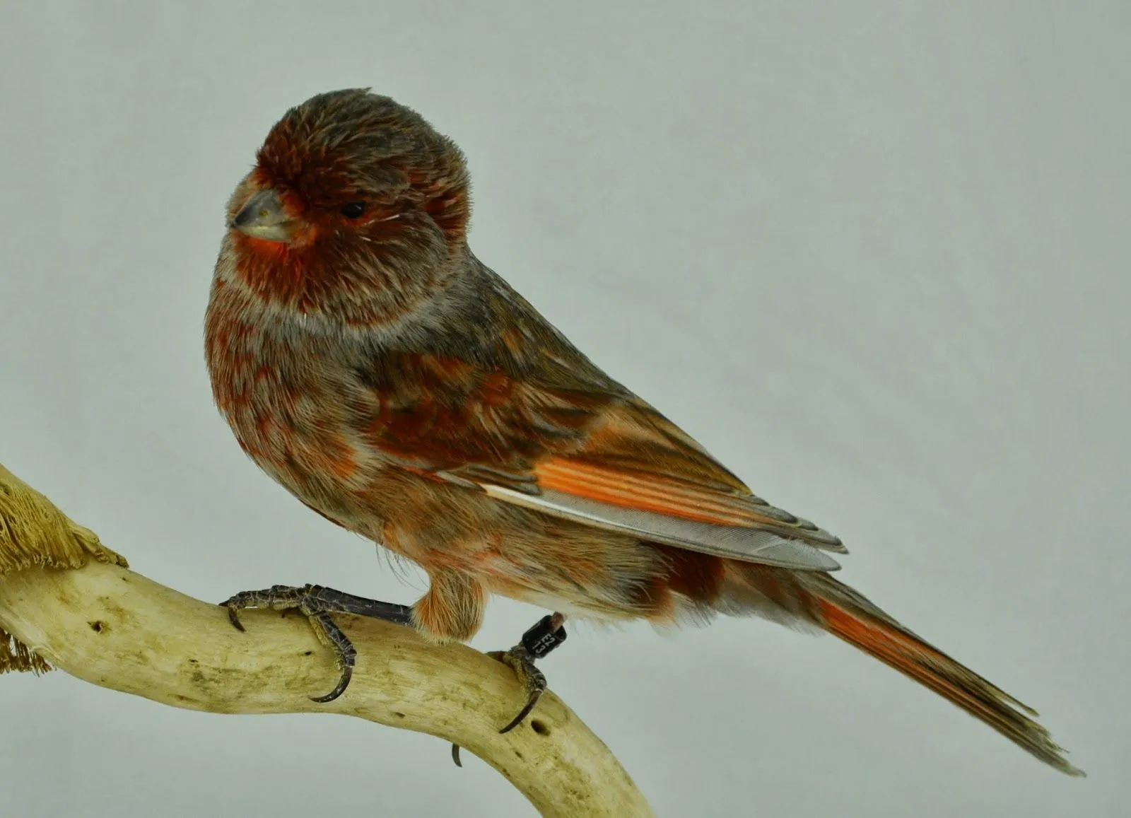 AVIARIO DE CANARIOS DE COLOR: JASPE NEGRO ROJO MOSAICO MACHO