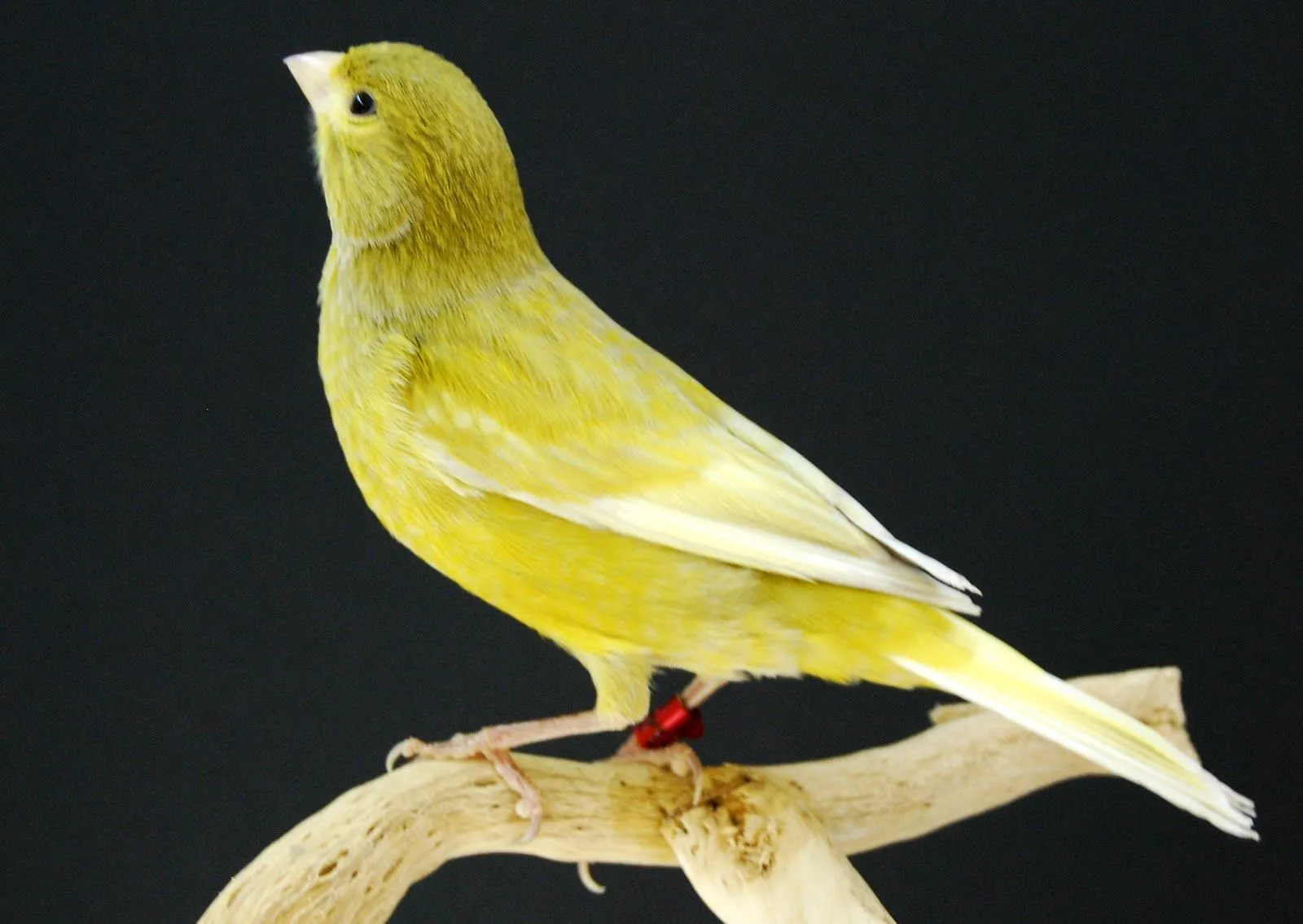 AVIARIO DE CANARIOS DE COLOR: NEGRO AMARILLO JASPE D.D.