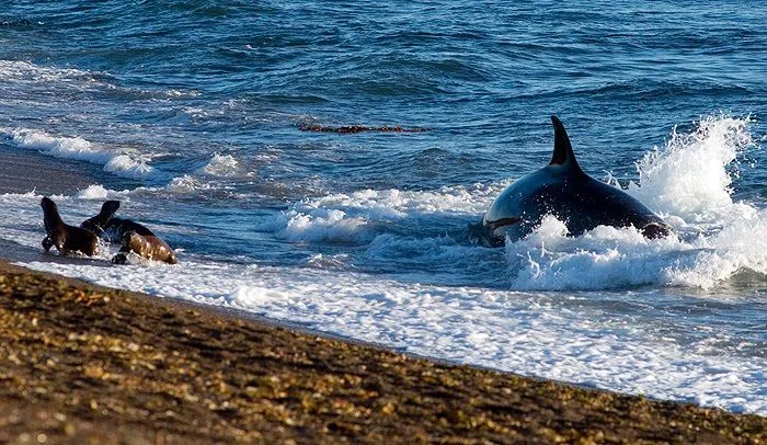 Avistaje de Ballenas Península Valdés Patagonia Argentina Whale ...