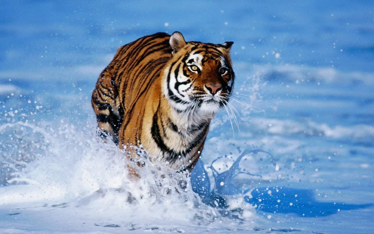 Awsome Vector Tiger 1920x1200 High Definition Wallpaper, Bengal Tiger ...