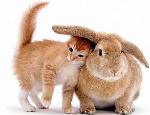 AY Juanita!: Las imágenes más tiernas de animales!!