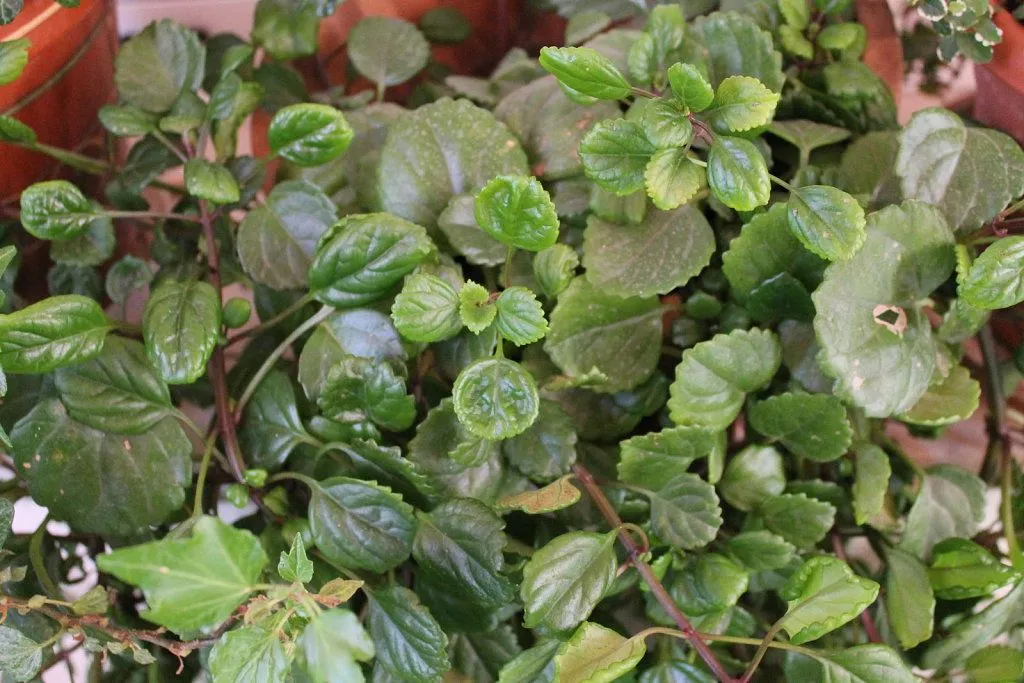 ayuda con los nombres | Cuidar de tus plantas es facilisimo.