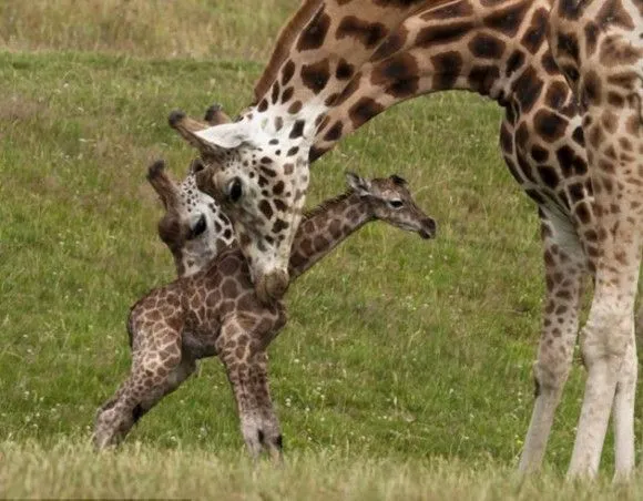 Con la ayuda de su padre nace una pequeña jirafa en el Safari ...