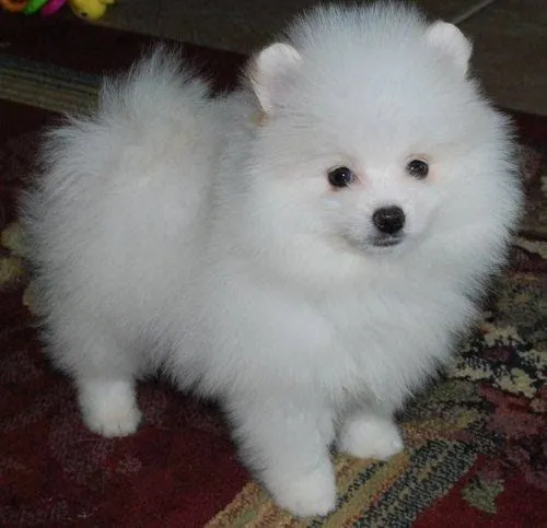 Ayuda! Pomerania blanco - (Pomerania) | Perros.