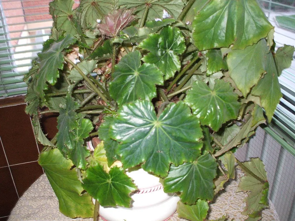 me ayudais a poner nombres a estas plantas ? | Cuidar de tus ...