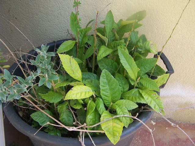 Me ayudáis a ponerle nombre a las nuevas plantas de saborcito ...