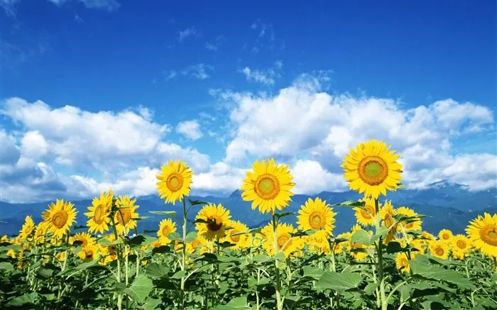 Fotos de girasoles para fondo de pantalla - Imagui