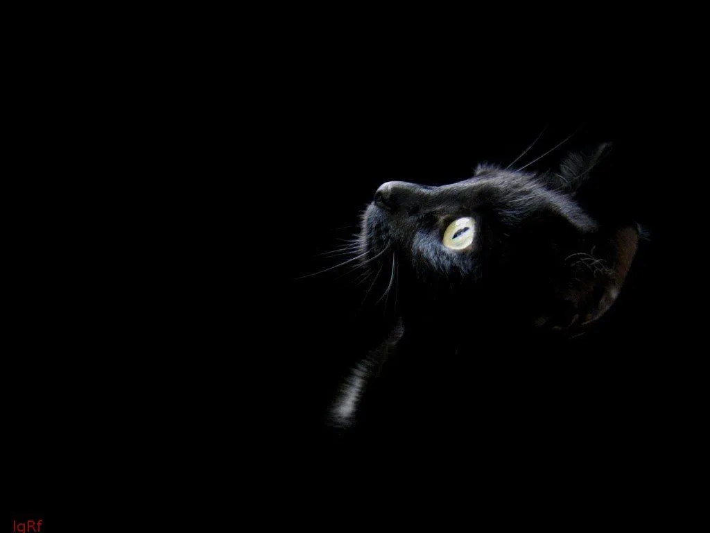 ... azul: Gatos Negros: Historias de Brujas, Religiones y Gatos Negros