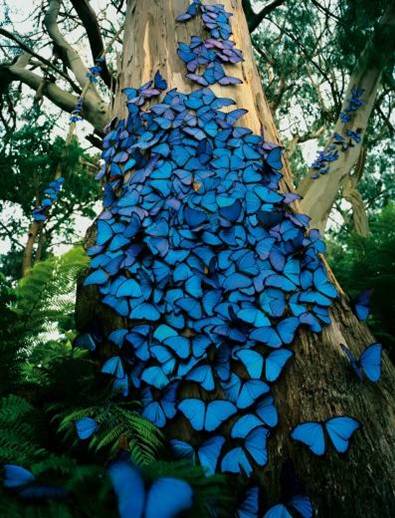 azul, simplemente azul: LA LEYENDA DE LA MARIPOSA AZUL