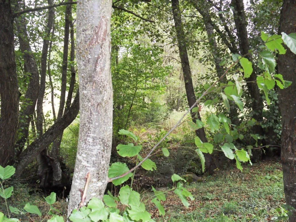 Azul y verde: BOSQUES mAGICOS