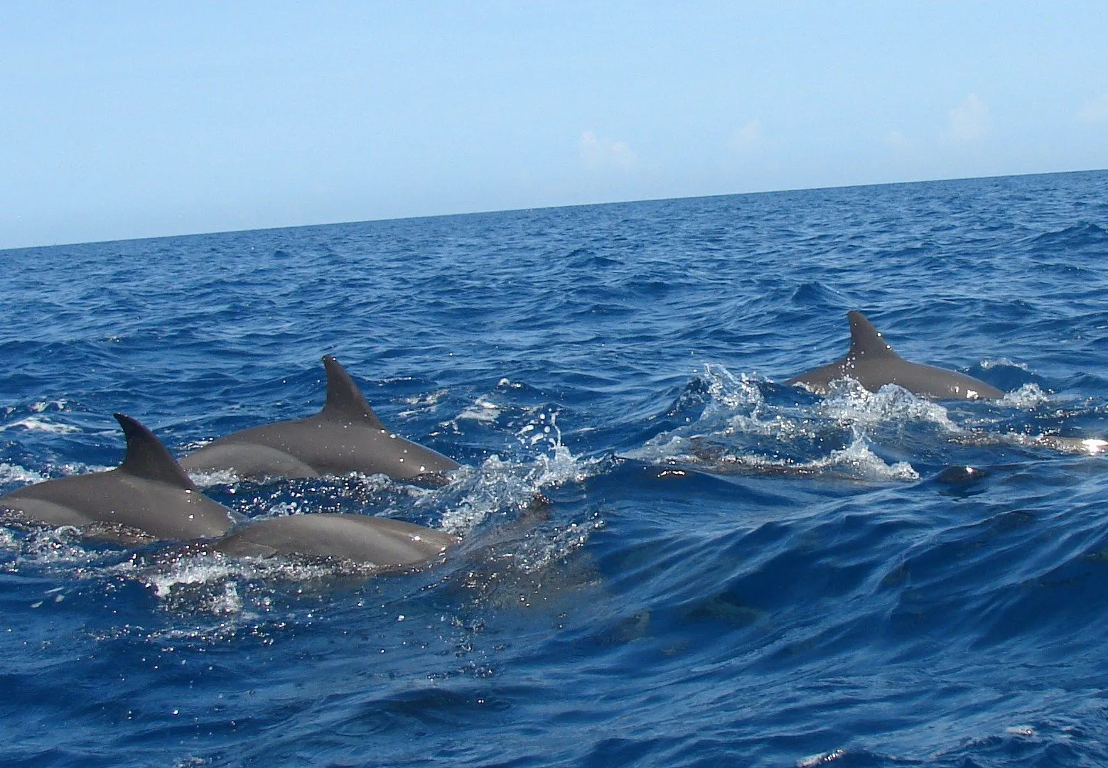 En las azules aguas venezolanas habitan una gran cantidad de delfines ...