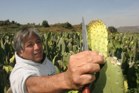 Con baba de nopal, tres jóvenes potabilizan el agua contaminada y ...