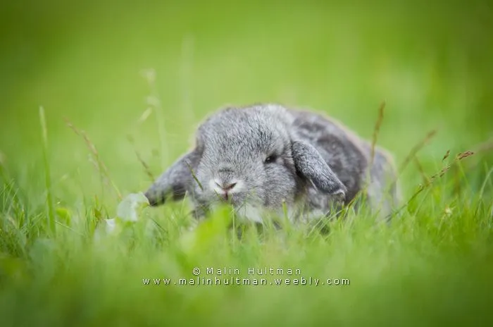 Baby chinchilla by Pebels on deviantART