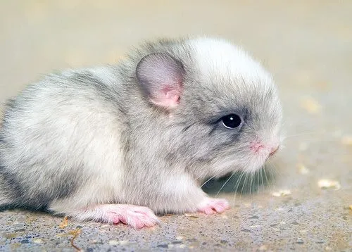 Baby Chinchilla | Flickr - Photo Sharing!