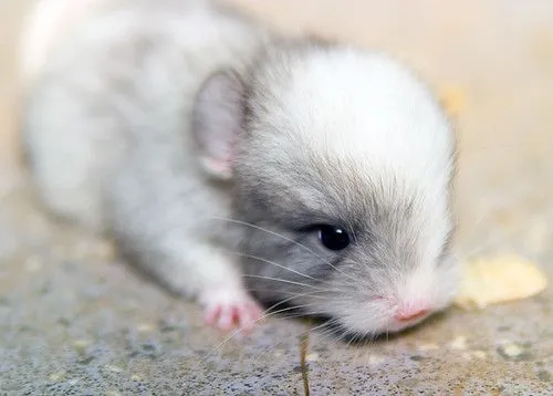 Baby Chinchilla | Flickr - Photo Sharing!