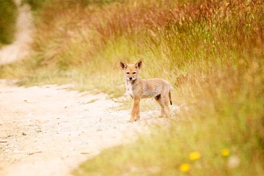 Baby Coyote On The Trail by Peggy Collins - Baby Coyote On The ...