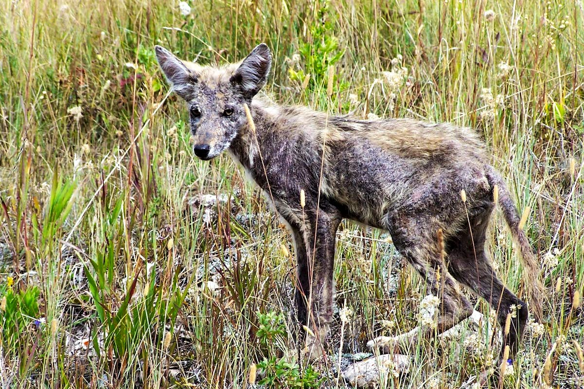 Baby Coyote : Photos, Diagrams & Topos : SummitPost