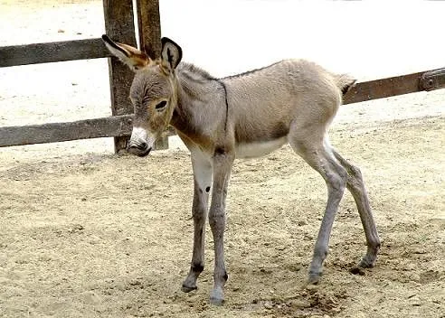 Baby Donkey (Equus africanus asinus) burrito bebé ...