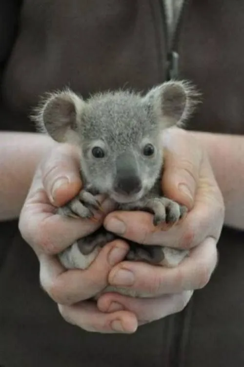 baby koala. | Cute animals! | Pinterest | Oídos, Koala bebé y ...