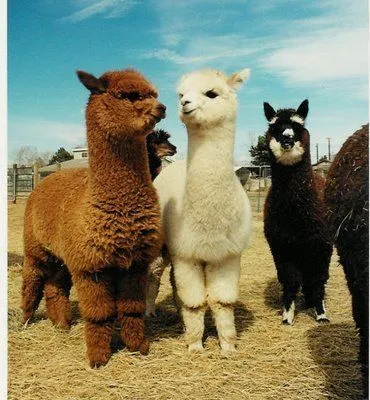 baby llamas | Tumblr