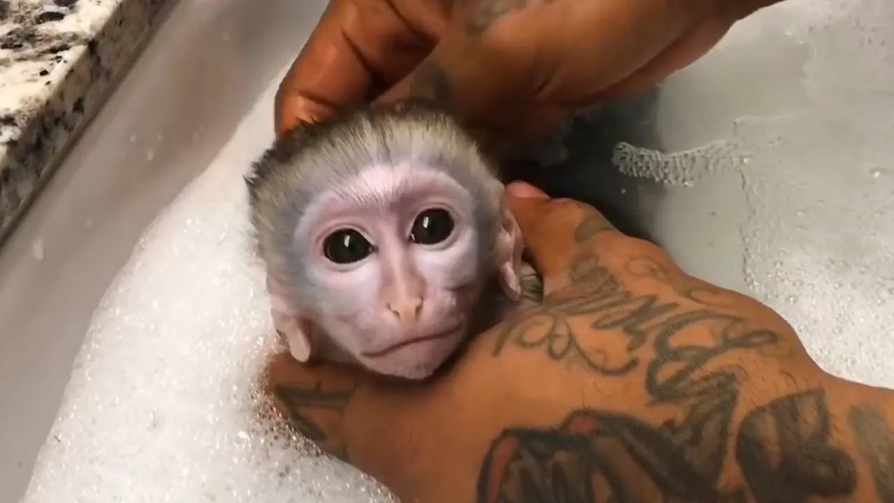 Baby Monkey taking a bath - YouTube