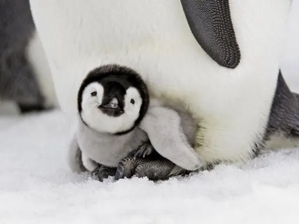 baby penguin - Animals Photo (31184703) - Fanpop