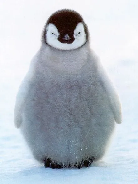 baby penguin - Birds Photo (36090574) - Fanpop