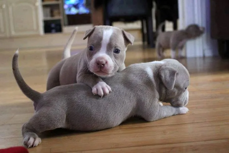 Baby pitbulls. <3 on Pinterest | Pitbull, Pit Bull Puppies and Puppys