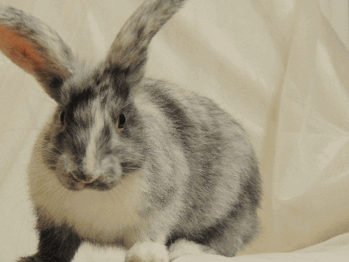 baby rabbit gifs | WiffleGif