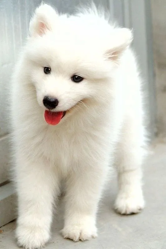 Baby Samoyedo <3 | Samoyedo !! | Pinterest