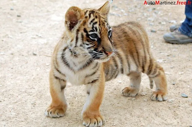 Baby tiger | Flickr - Photo Sharing!